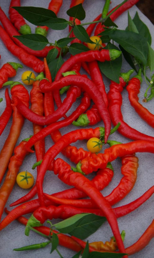 Перец острый БАРАНИЙ РОГ Крупноплодный! Пикантный вкус! Великолепный аромат!