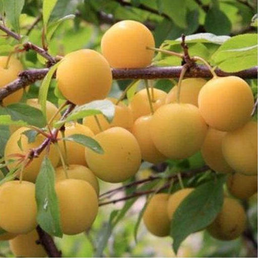 Слива Ренклод Колхозный
