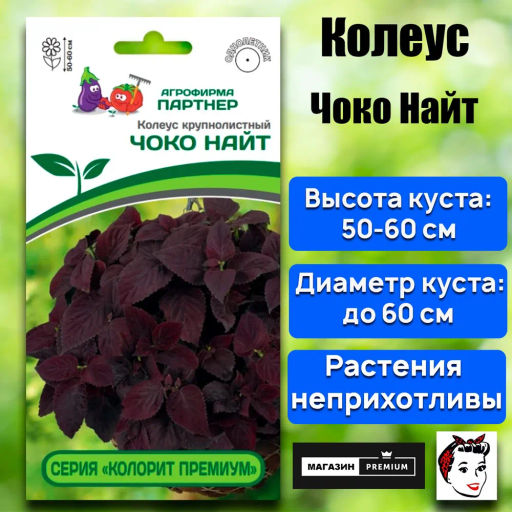 Колеус шлемниковидный крупнолистный Премиум Чоко Найт - Партнер фото 2