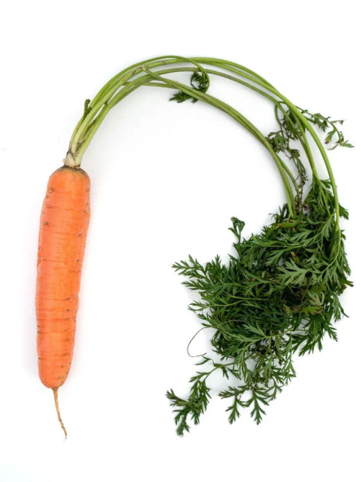 Морковь Страна Чудес - Партнер фото 5