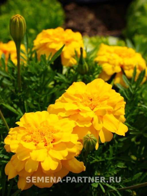 Бархатцы отклоненные Одри Еллоу - Партнер фото 4