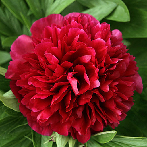 ПИОН Дабл Рэд Разбор 2/3 n Кол-во упак., шт 1