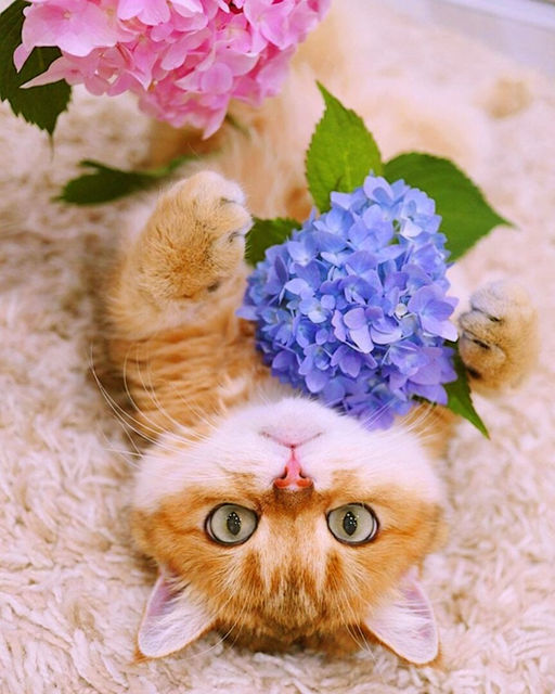 Алмазная мозаика на подрамнике 40х50