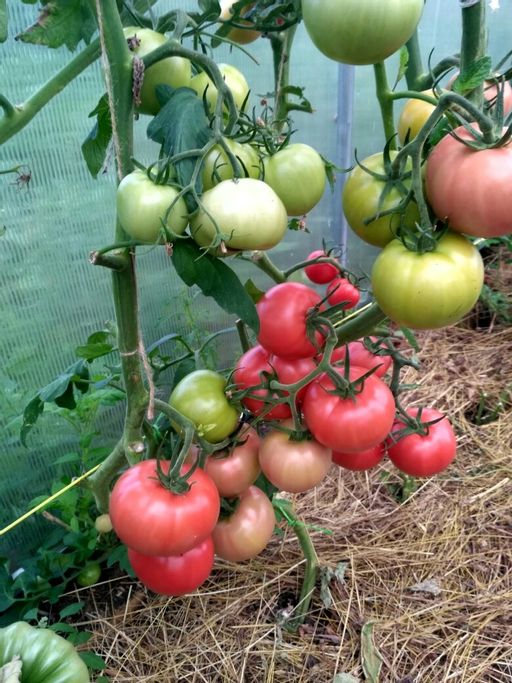 Томат ГЕРМАН F1 - Уральский дачник фото 5