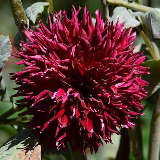 ГЕОРГИНА Дарк Фубуки Разбор I Кол-во упак., шт 1