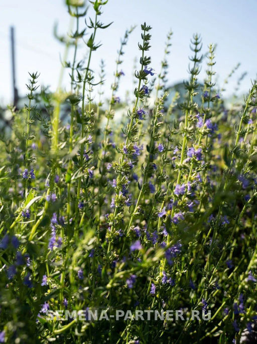 Иссоп Лекарь - Партнер фото 3