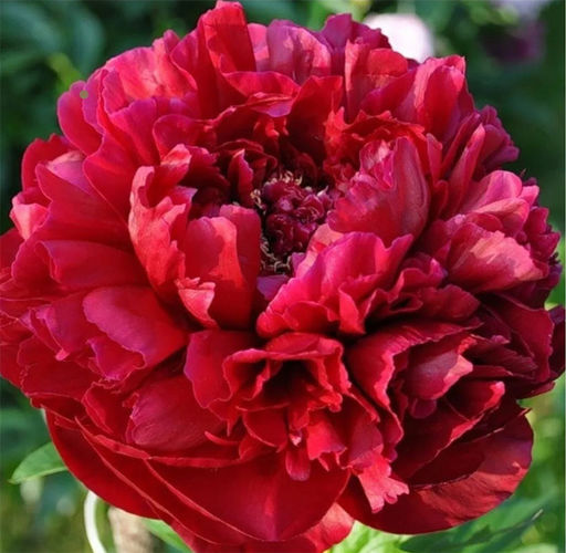 ПИОН Генри Бокстос Разбор 2/3 n Кол-во упак., шт 1