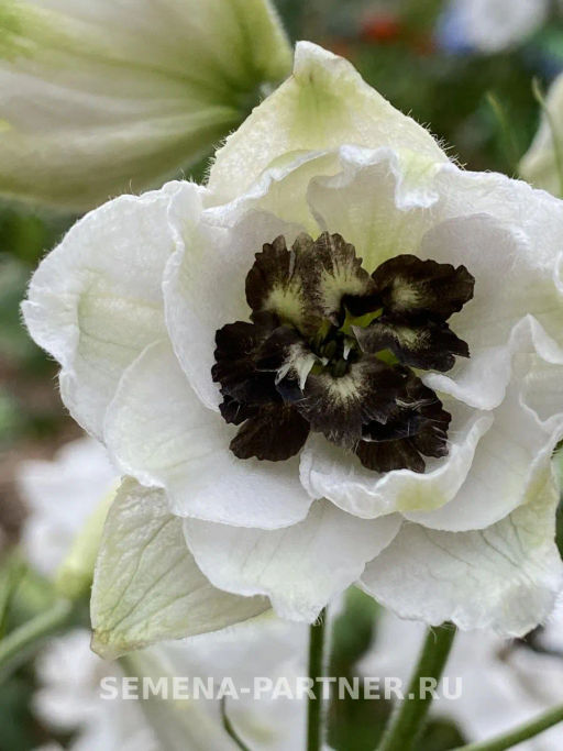 Дельфиниум Блэк Айт Энжелс - Партнер фото 5