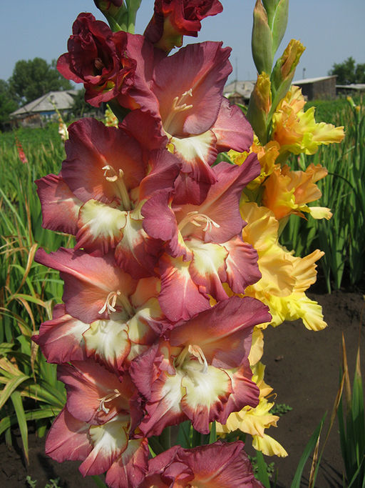 ГЛАДИОЛУС Капуччино Разбор 10/12 Кол-во упак., шт 8