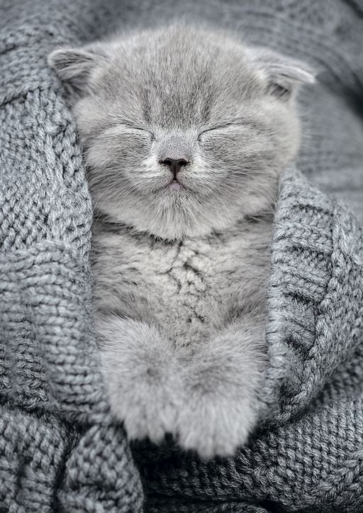 ФРЕЯ Пазл 500 элемент. PZL-500/27 Комочек тепла