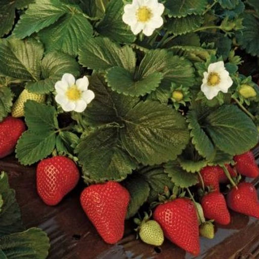 Клубника Маэстро
