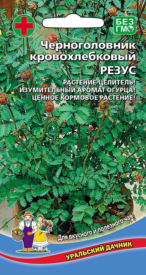 Черноголовник кровохлёбковый РЕЗУС растение Целитель! Яркий аромат свежести с огуречными нотками! Можно заваривать лечебный чай!