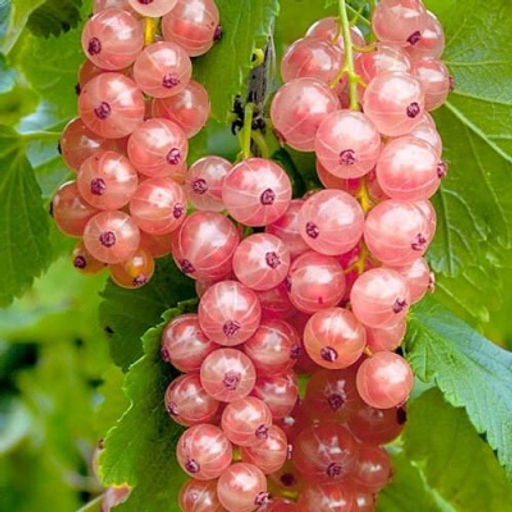 Смородина белая, розовая (сорт пишите в комментарии), 10-20см