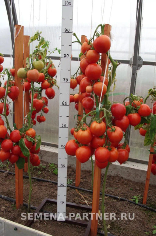 Томат Диадема - Партнер фото 3