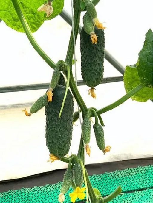 Огурец Пасалимо F1 5шт. (Семко)