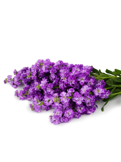 Маттиола срезочная махровая Бьютифул Парфюм Блу Шейк - Партнер фото 4