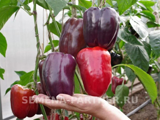 Перец сладкий Текила - Партнер фото 4