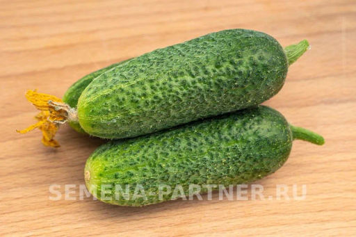 Огурец партенокарпический Хоббит - Партнер фото 7