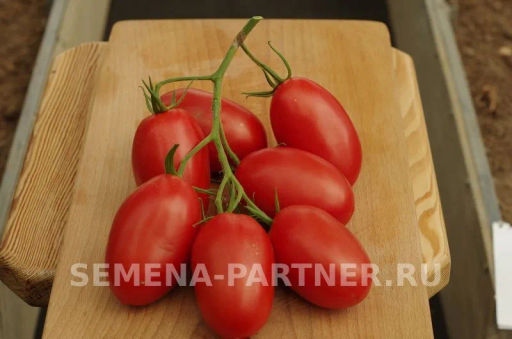 Томат Викуся - Партнер фото 8