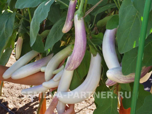 Баклажан Виталик - Партнер фото 2