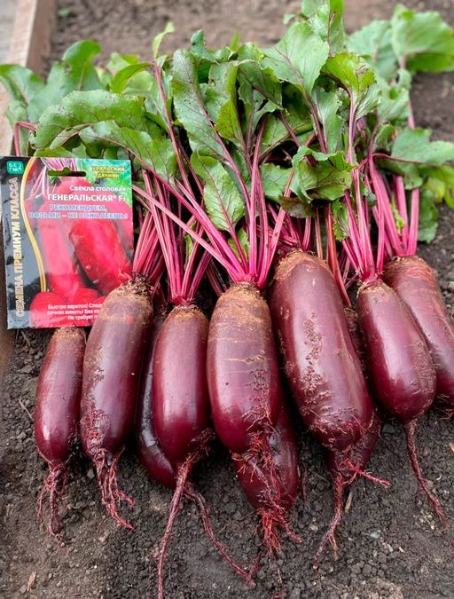 Свёкла ГЕНЕРАЛЬСКАЯ F1 - Уральский дачник фото 7