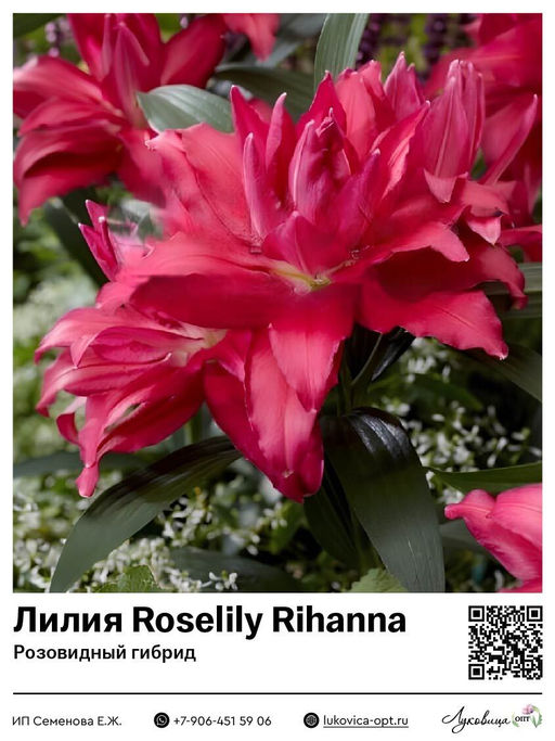 Лилия Roselily Rihanna (Розовидный гибрид)