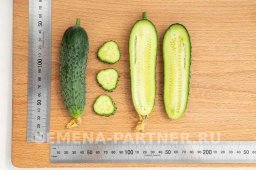 Огурец партенокарпический Меренга - Партнер фото 7