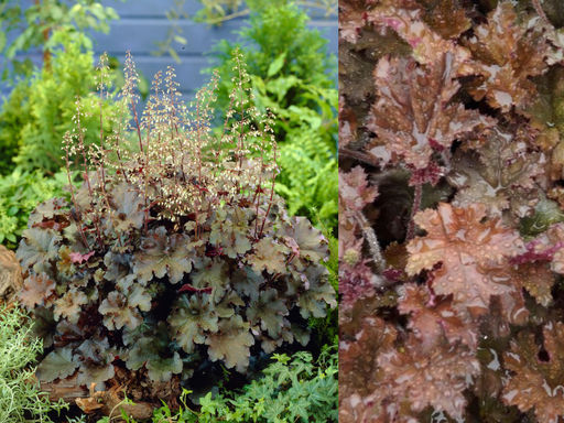 Гейхера Капучино - Долина роз фото 4