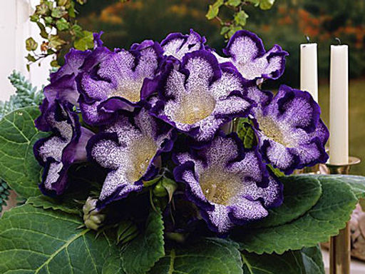 Глоксиния Tigrina Blue (Тигрина Блю) - Долина роз фото 2