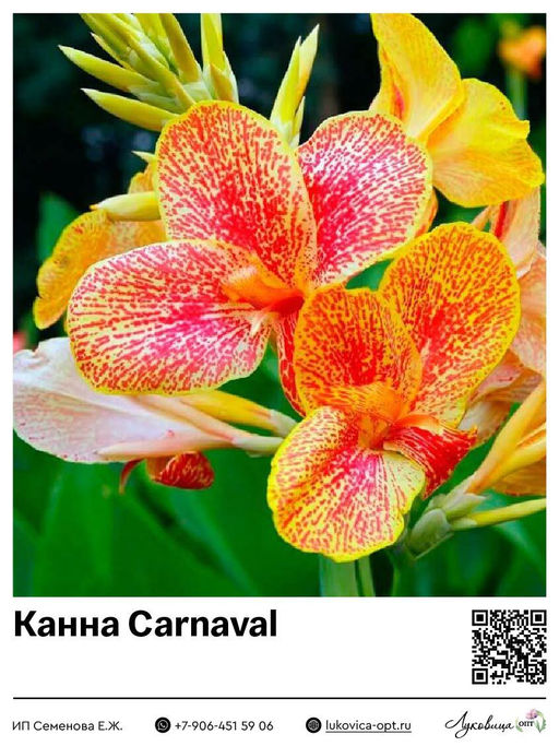 Канна Carnaval (Зеленолистная)