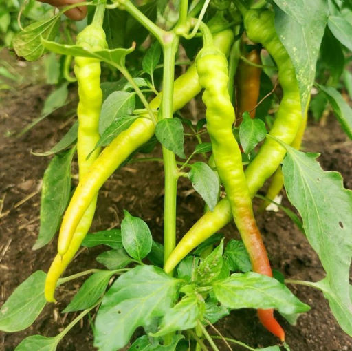 Beros Pepperoni Hungarian - Берос Пеперони Венгерский Слабоострый Перец - Дом помидоров фото 2