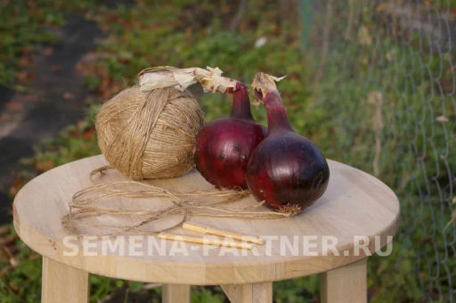 Лук репчатый Ред Барон - Партнер фото 5