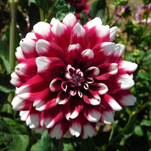 ГЕОРГИНА Дуэт Разбор I Кол-во упак., шт 1