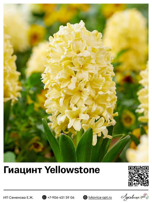 Гиацинт Yellowstone