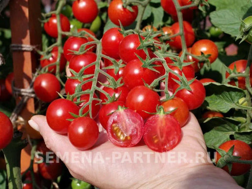 Томат Карамелла - Партнер фото 7