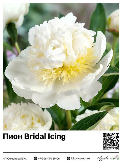 Пион Bridal Icing