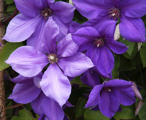 КЛЕМАТИС Сему Разбор I Кол-во упак., шт 2