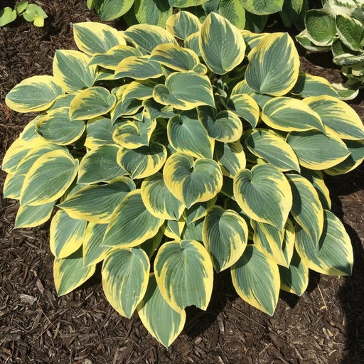 Хоста Фест Фрост (Первый морозец)