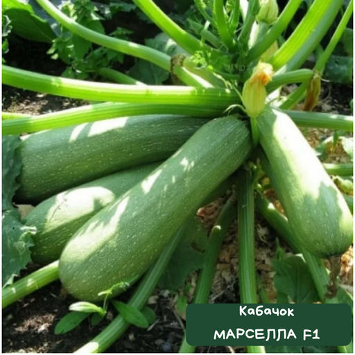 Кабачок Марселла F1