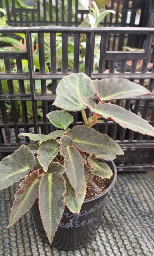 Бегония Magdalena Madsen, горшок D10 - 1000корней фото 2