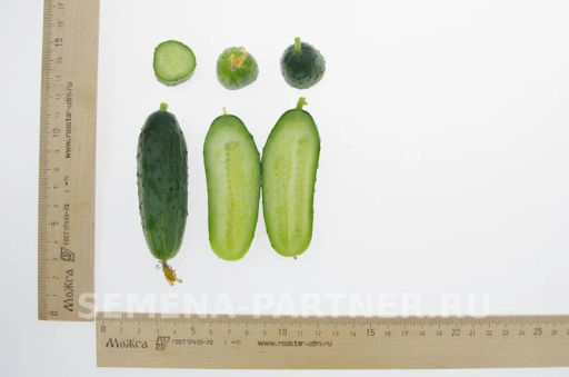 Огурец партенокарпический Трюкач - Партнер фото 5