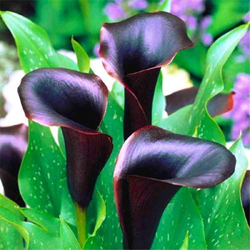 Калла Cantor - Голландские луковицы фото 2