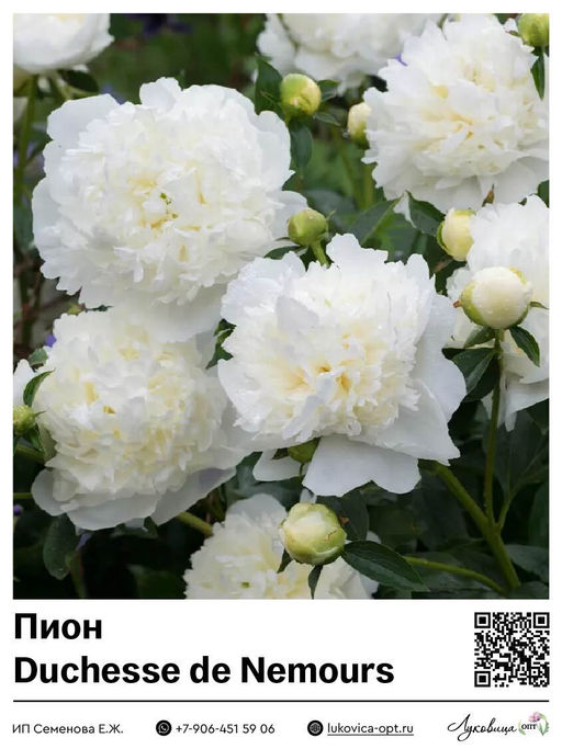 Пион Duchesse de Nemours