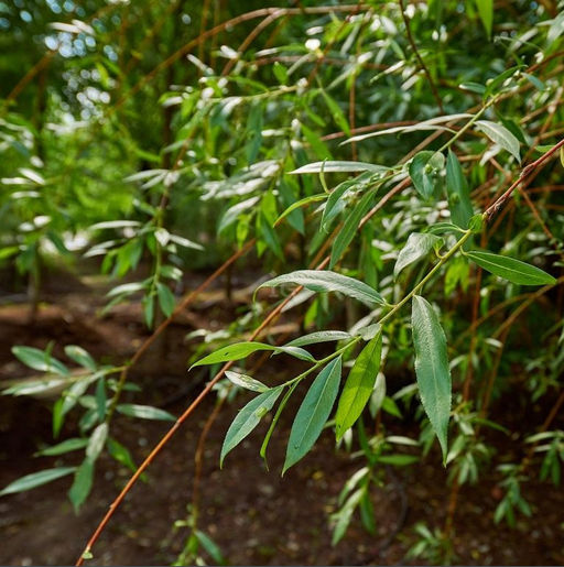 Ива Памяти Бажова - САДовник фото 2