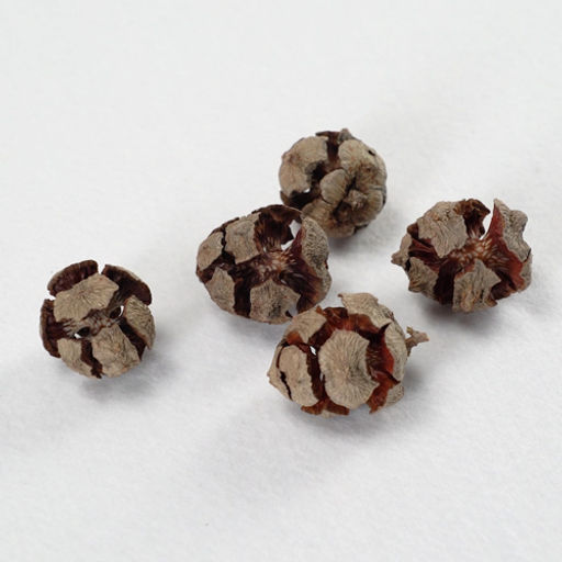 Blumentag PIF-10 Шишки кипариса d. 2.5 см 1 5 шт. 15 г 5 г 01 фото 3