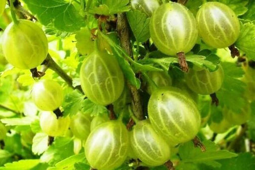 Крыжовник Балтийский (коробка) 1шт