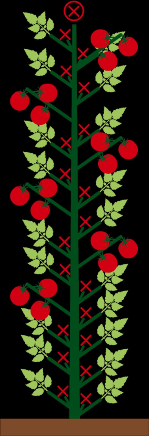 Томат Небоскреб F1 (2024) - Аэлита фото 2