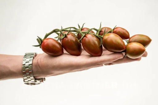 Томат Черри Миднайт - Партнер фото 3