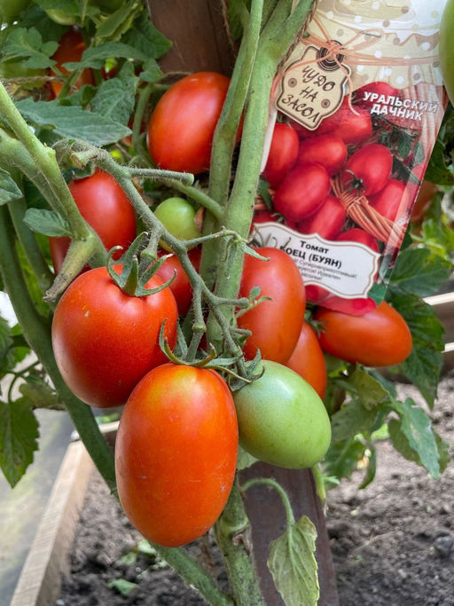 Томат БОЕЦ (БУЯН) Суперскороспелый гость из Новосибирска! Неприхотлив! Без пасынкования! Идеален для засолки! - Уральский дачник фото 2