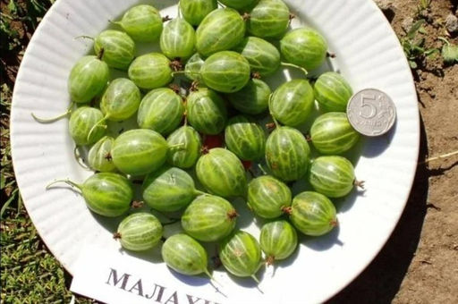 Крыжовник Малахит (20-30см) Устойчив к заболеваниям!